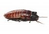 Madagascan Hissing Cockroach Single Adult Male 5-7cm