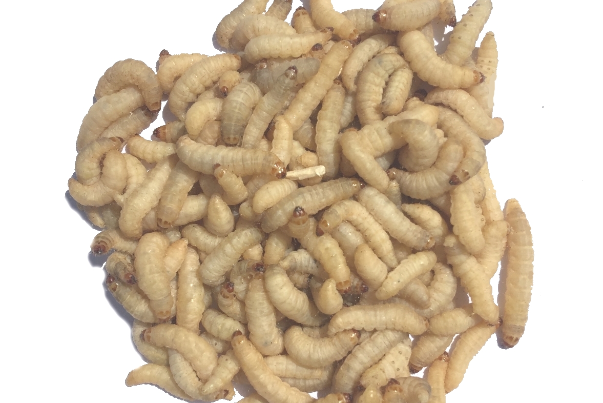 download growing wax worms