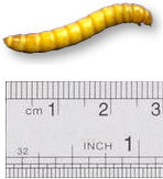 Mealworms Regular