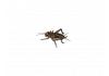 Live Brown  Crickets 2nd Instar Small Prepack Tub