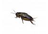 Live Black Field  Crickets 3rd Instar Small/Med Prepack Tub