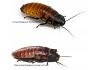 Live Feeder Roach Madagascan Hissing Large 4-6cm (7)