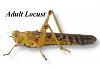 Live Locusts Adult  MEGA TUB 12 (Reptile Livefood)