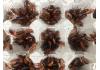 Live Feeder Red Runner/Turkistan Roaches 50 medium/large